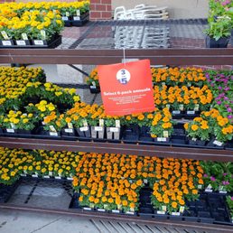 Flower sale already? Flower sale already?