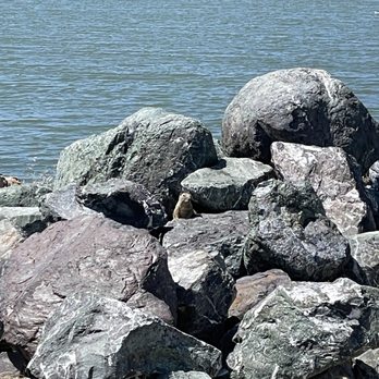 San Leandro Marina - Squirrel - Parks Near Me - San Leandro, California San Leandro Marina - Squirrel - Parks Near Me - San Leandro, California
