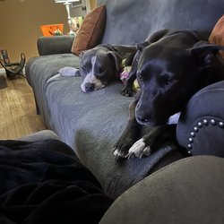Thyme For A Paws - My Trixie & Ruby loves Tess