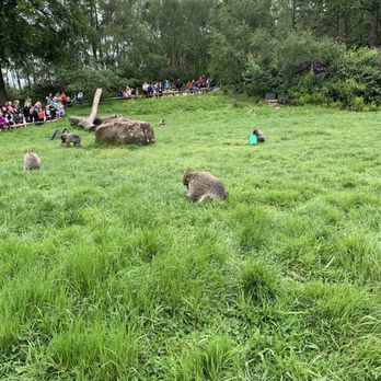 Monkey Forest Trentham - Zoos Near Me - Staffordshire, STS