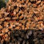 Photo of Little Larue Apiary