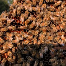 Little Larue Apiary - https://www.facebook.com/LittleLarueApiary/ Facebook Page #Beekeeping #QueenBee