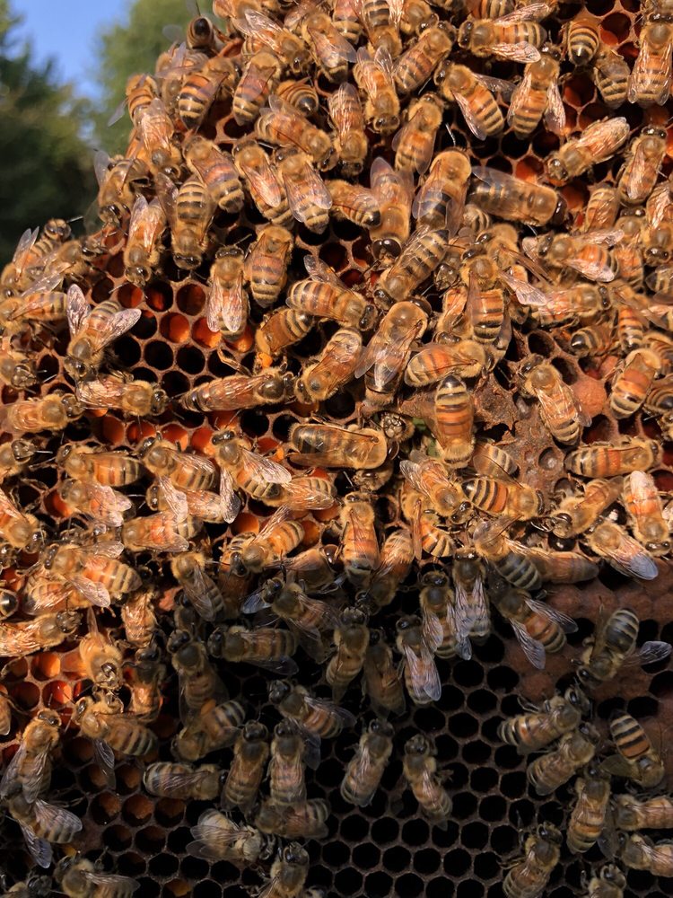Little Larue Apiary - beekeeping in mount vernon, OH