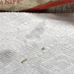 Dollar Tree - Worms found in dollar store rice
