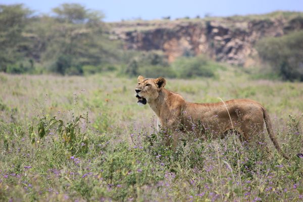 Vaishali Senjalia-Berkshire Hathaway HomeServices Fox& Roach Realtors