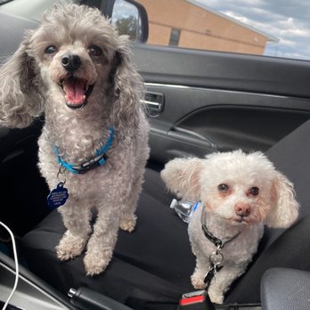 Head 2 Tails - The boys headed to the groomers - Pet Groomers Near Me - New Braunfels, Texas Head 2 Tails - The boys headed to the groomers - Pet Groomers Near Me - New Braunfels, Texas