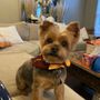 Photo of Jurassic Bark Grooming in Winchester