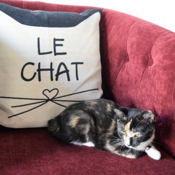 Pounce Cat Cafe - French Cat Ladies are Welcome @ Pounce Cat Cafe - Pet Adoption Near Me - Charleston, South Carolina Pounce Cat Cafe - French Cat Ladies are Welcome @ Pounce Cat Cafe - Pet Adoption Near Me - Charleston, South Carolina