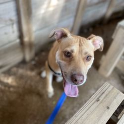 South Texas Botanical Gardens & Nature Center - My dog named Beth