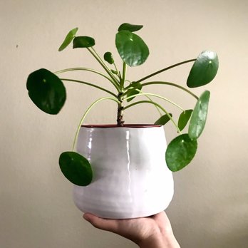 Leaf and Spine - Pilea Peperomiodes - Home & Garden Near Me - Los Angeles, California Leaf and Spine - Pilea Peperomiodes - Home & Garden Near Me - Los Angeles, California