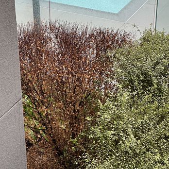 The Weddington - Dead bushes? We don't care at The Weddington. - Apartments Near Me - North Hollywood, California The Weddington - Dead bushes? We don't care at The Weddington. - Apartments Near Me - North Hollywood, California