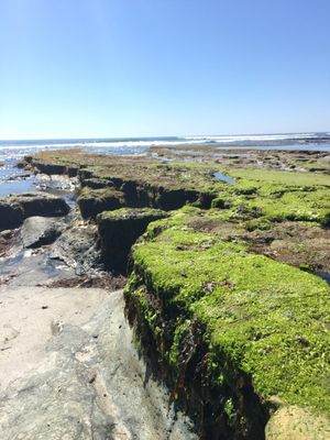 Swamis Seaside Park by null
