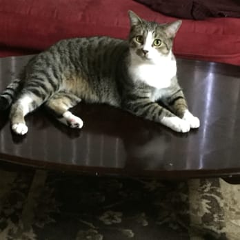 Pet Rush Inn - Making himself at home :-) - Pet Sitting Near Me - Burbank, California Pet Rush Inn - Making himself at home :-) - Pet Sitting Near Me - Burbank, California
