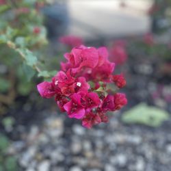 Smarty Plants Nursery