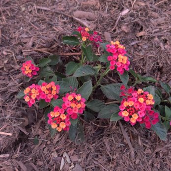 Zuniga Landscape - Wood chips and plants. - Landscaping Near Me Zuniga Landscape - Wood chips and plants. - Landscaping Near Me