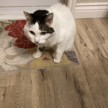 Royal Pets - Pet Groomers Near Me