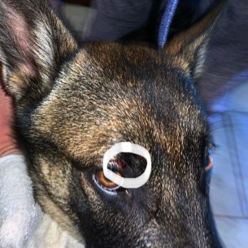 ROHR DOG PARK - Updated August 2024 - 95 Photos & 24 Reviews - 3605