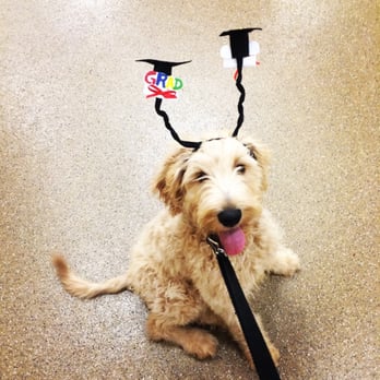 PetSmart - Graduating from training. Good sit! - Pet Stores Near Me - Houston, Texas