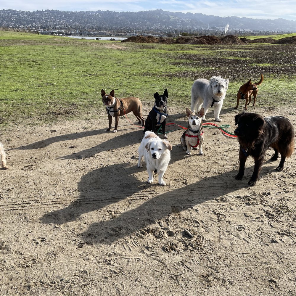 Dog About Town - Dog Walkers Near Me Dog About Town - Dog Walkers Near Me