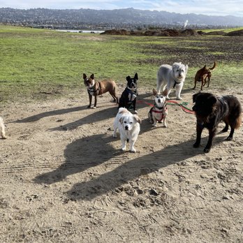 Dog About Town - Dog Walkers Near Me Dog About Town - Dog Walkers Near Me