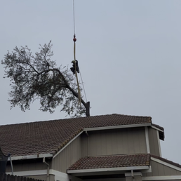 High risk tree over the house. High risk tree over the house.