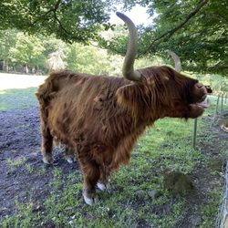Wildpark Rolandseck