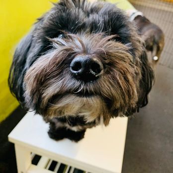 The Doggy Dojo - The Doggy Dojo's crate-free dog daycare! - Pet Sitting Near Me - Chicago, Illinois The Doggy Dojo - The Doggy Dojo's crate-free dog daycare! - Pet Sitting Near Me - Chicago, Illinois