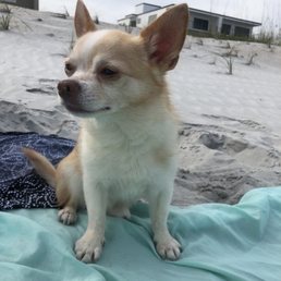 Rambo- Beach Patrol Pup  When I'm not at SFA getting my teefers cleaned, I'm PAWtrollin the beach for babes.