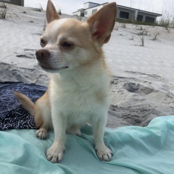 Stand For Animals Veterinary Clinic - Rambo- Beach Patrol Pup  When I'm not at SFA getting my teefers cleaned, I'm PAWtrollin the beach for babes. - Veterinarians Near Me - Charlotte, North Carolina