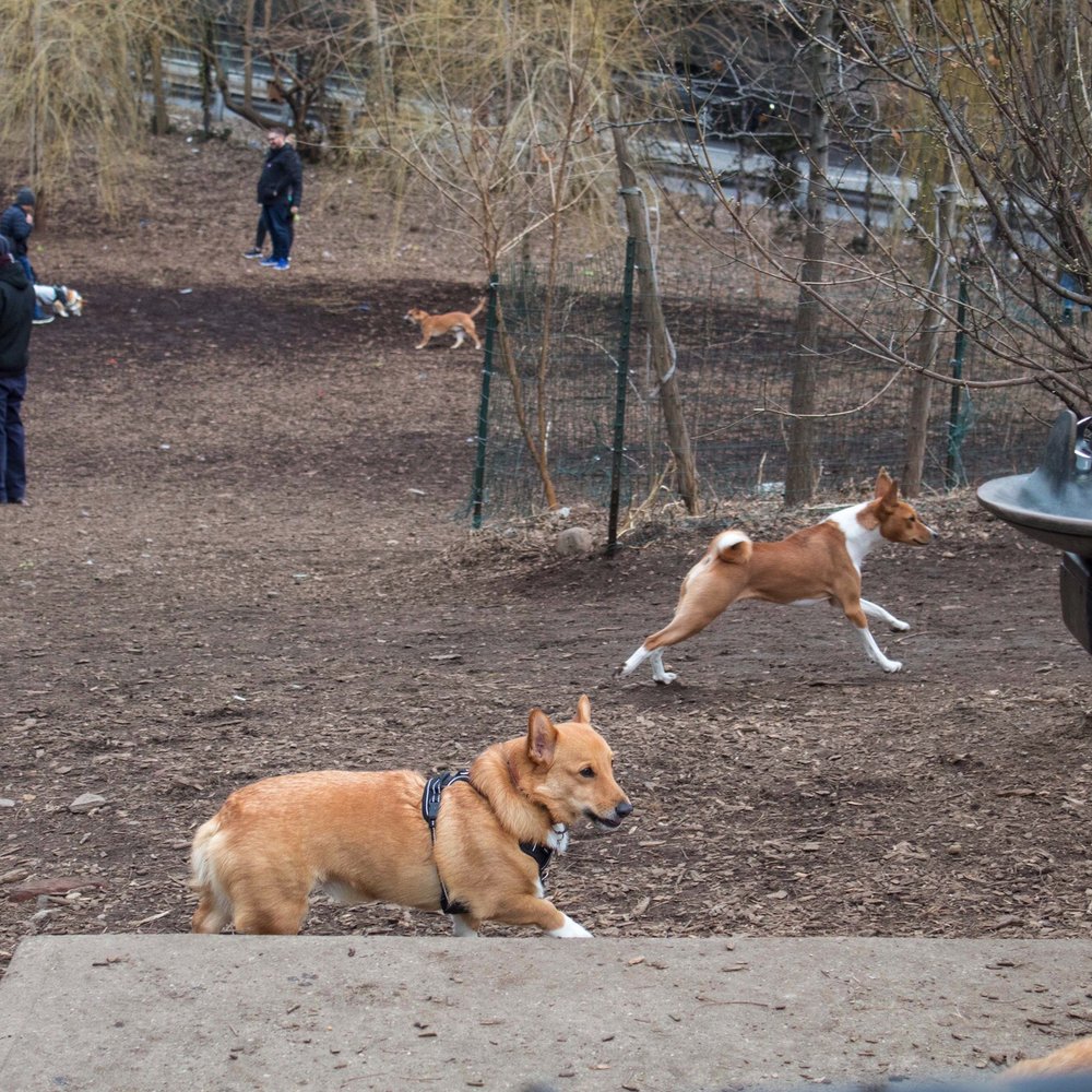 Dogs running happily, not much green considering its winter