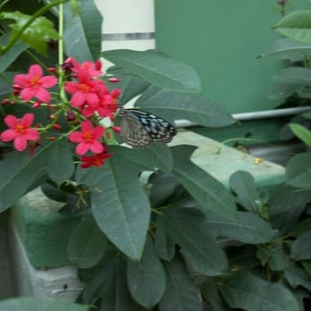 Peggy Notebaert Nature Museum - Museums Near Me - Chicago, Illinois Peggy Notebaert Nature Museum - Museums Near Me - Chicago, Illinois