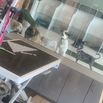 Furbabies Resort and Spa - Grooming with partial view of daycare (it's a lot bigger than what's in the pic) - Pet Groomers Near Me - Scottsdale, Arizona