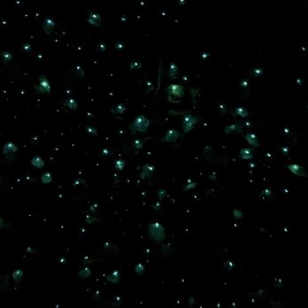 Redwoods Treewalk & Nightlights - Glow worms up close! - Parks Near Me - Rotorua, BOP