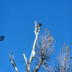Wester Tree Service - Topping a Large Sycamore Tree. Customer wanted about 25 feet taken off the top.