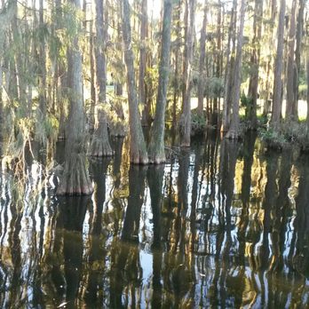 Saddlebrook Resort - I saw some fishes in the pond - Resorts Near Me - Wesley Chapel, Florida