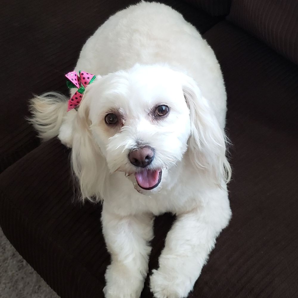 Couture Clips - Poppy - Pet Groomers Near Me
