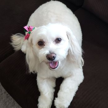 Couture Clips - Poppy - Pet Groomers Near Me