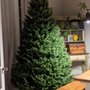Photo of Northstar Christmas Trees