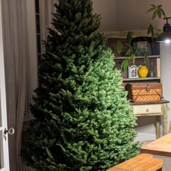 Northstar Christmas Trees - They all look like this. I don't know where they get them from but they are always perfect!!