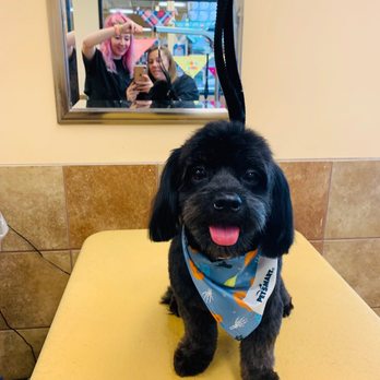 PetSmart - Only at Petsmart that they treat your dog like a model. - Pet Training Near Me - Richmond, Kentucky PetSmart - Only at Petsmart that they treat your dog like a model. - Pet Training Near Me - Richmond, Kentucky