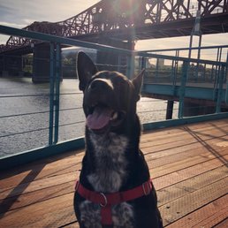 Happy pup on a Pearl Paws walk Happy pup on a Pearl Paws walk