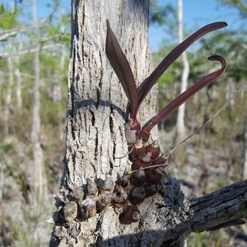 Everglades Nature Tours - An orchid! - Fishing Near Me - Parkland, Florida