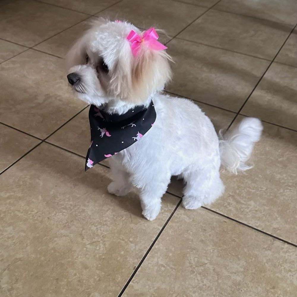 That's So Fetch - Mimi - Pet Groomers Near Me - Montclair, California That's So Fetch - Mimi - Pet Groomers Near Me - Montclair, California