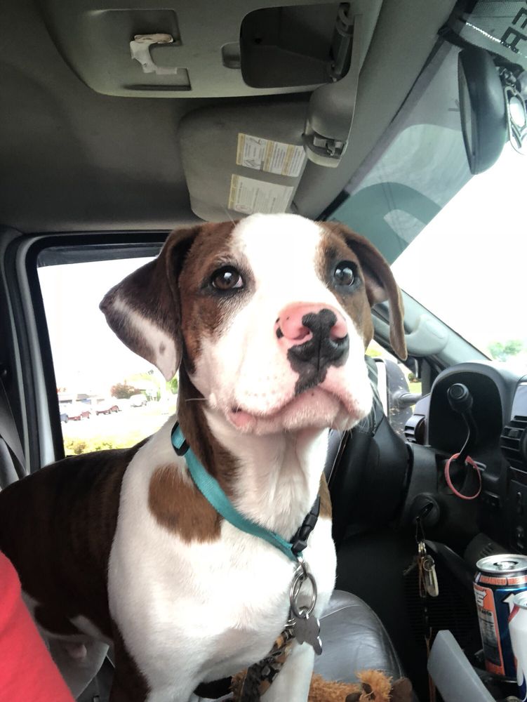 THE ARK PET SPA & HOTEL 10 Photos 1957 Reggie White Blvd