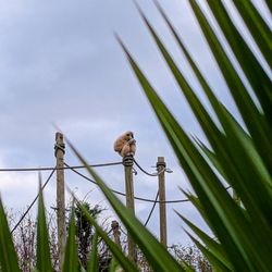 Fota Wildlife Park