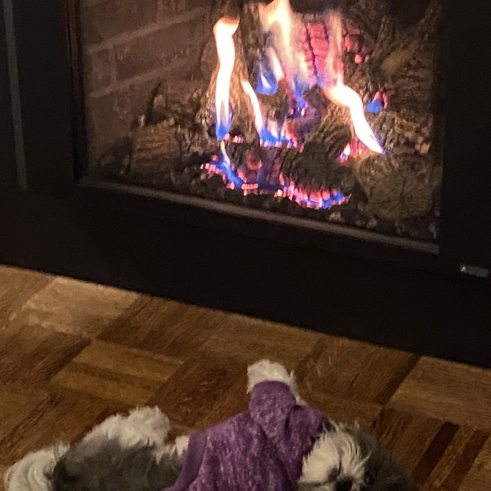Travis Industries - Sophie living it up - Fireplace Services Near Me - Mukilteo, Washington Travis Industries - Sophie living it up - Fireplace Services Near Me - Mukilteo, Washington
