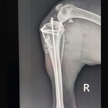 Dr. Vet Pet Emergency - This surgery with all meds and 24 hour hospital care included $1,350. - Veterinarians Near Me - Tijuana, BCN