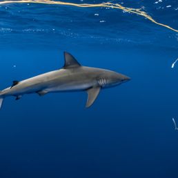 Both sharks Both sharks