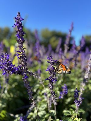 Botanica, The Wichita Gardens by null