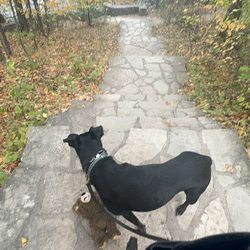 Door County Dog - More Toby+Scare Bear hiking